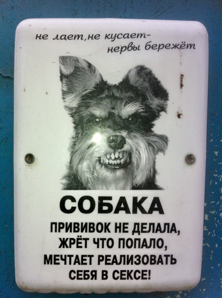 Смешные морды собак