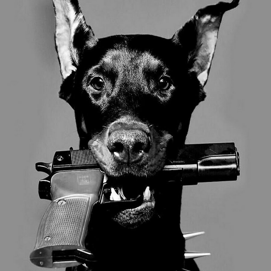 Табличка осторожно злая собака прикольная