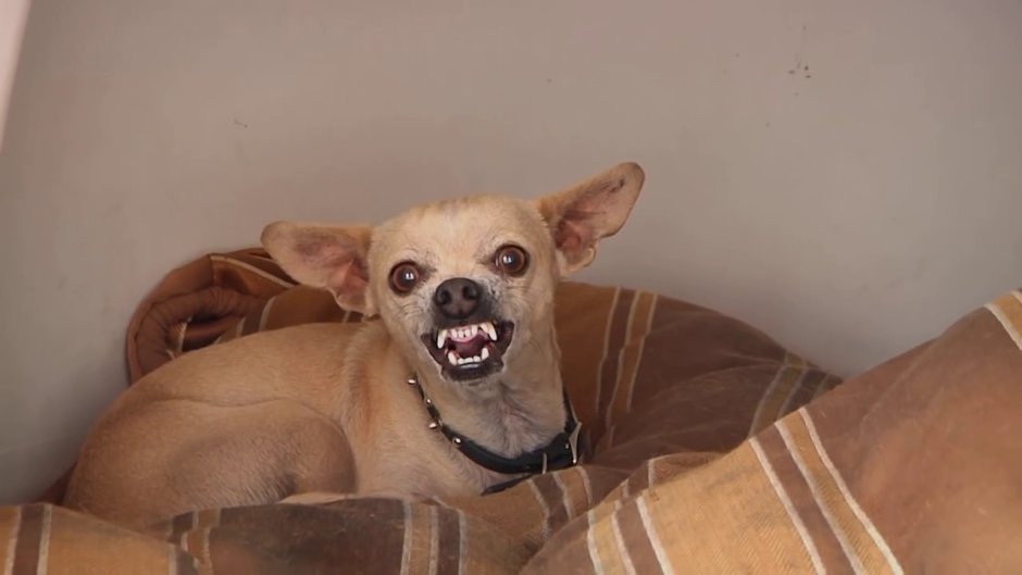 Злая и добрая собака