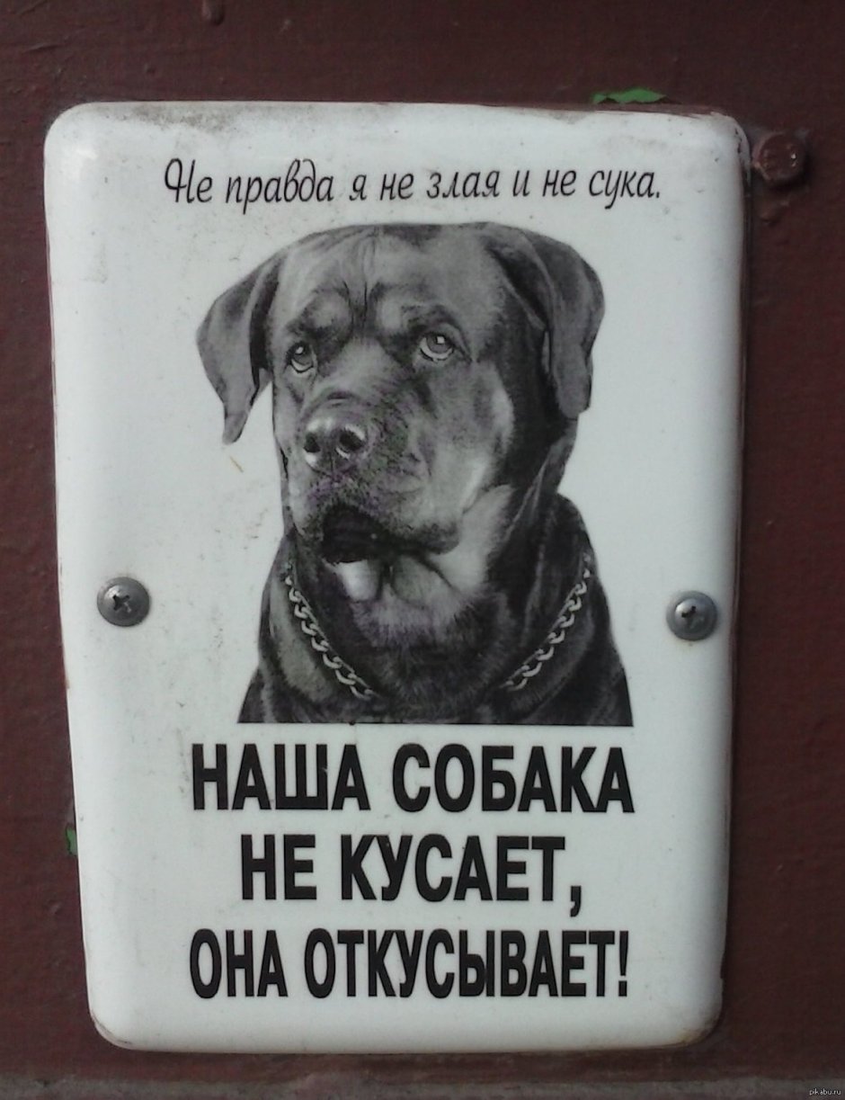 Морщинистый канадский сфинкс