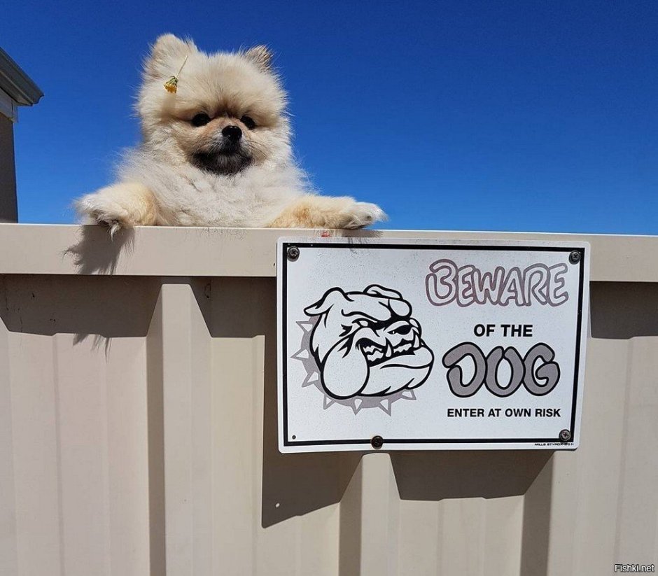 Чихуахуа рычит