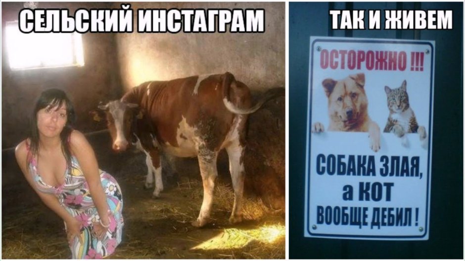 Немецкая овчарка Эстетика