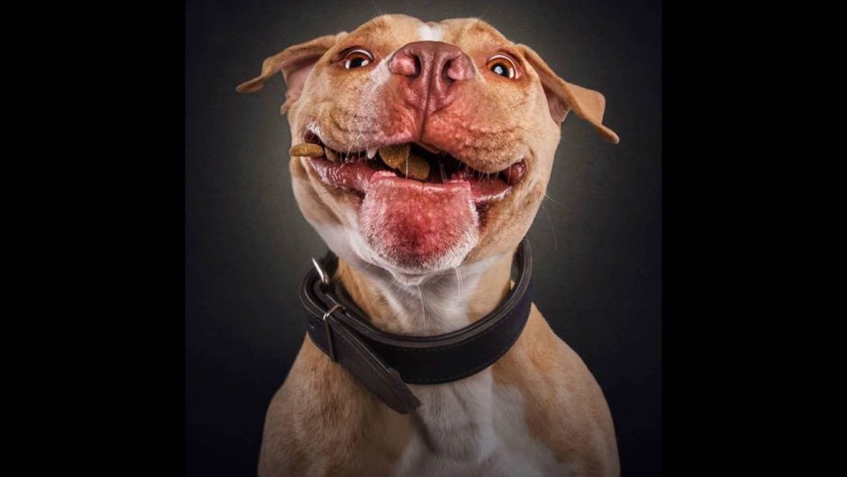 Чихуахуа подозревака