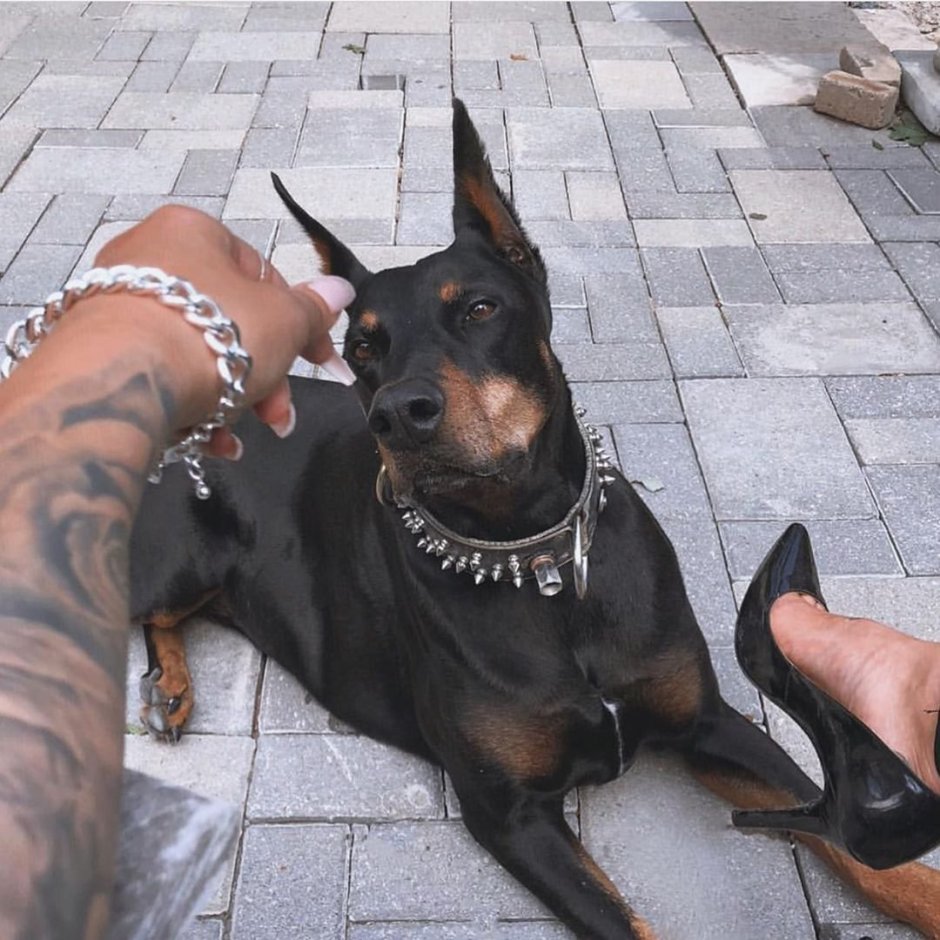 Осторожно злая собака с кувалдой