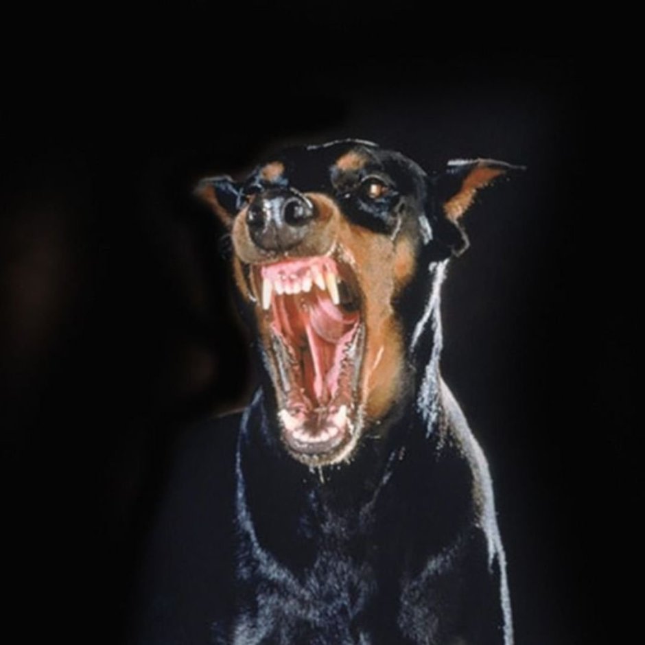 Ротвейлер с цветочком