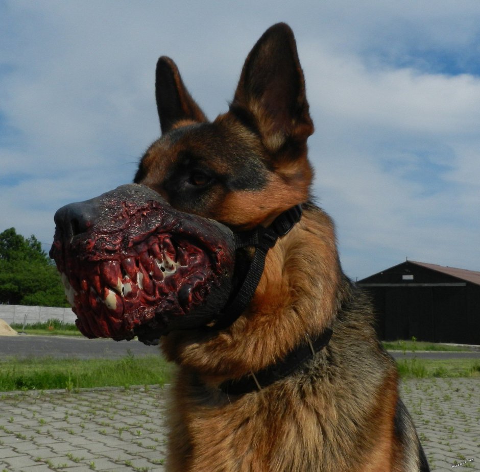 Табличка осторожно злая собака