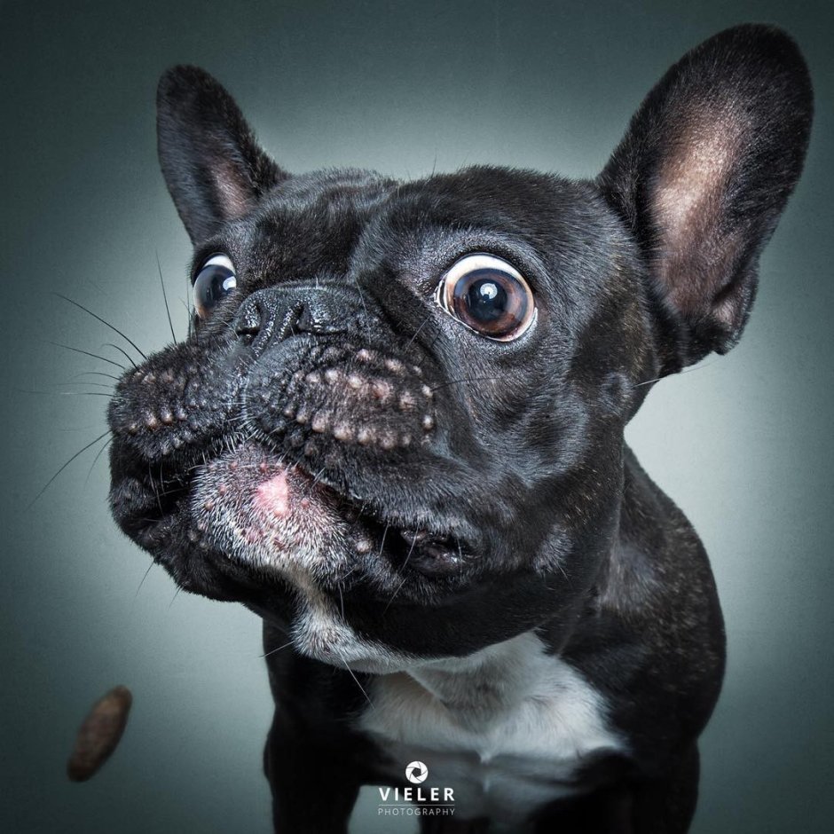 Если вас укусила злая собака