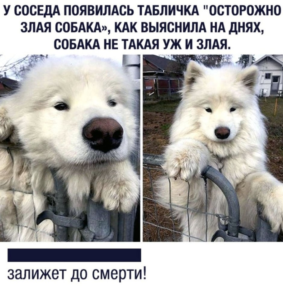 Каждый человек думает что у него самая лучшая собака