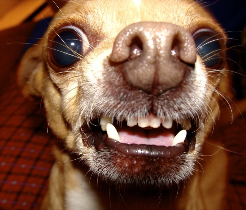 Доберман в наморднике злой