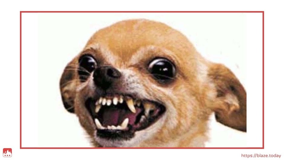 Злая как собака юмор