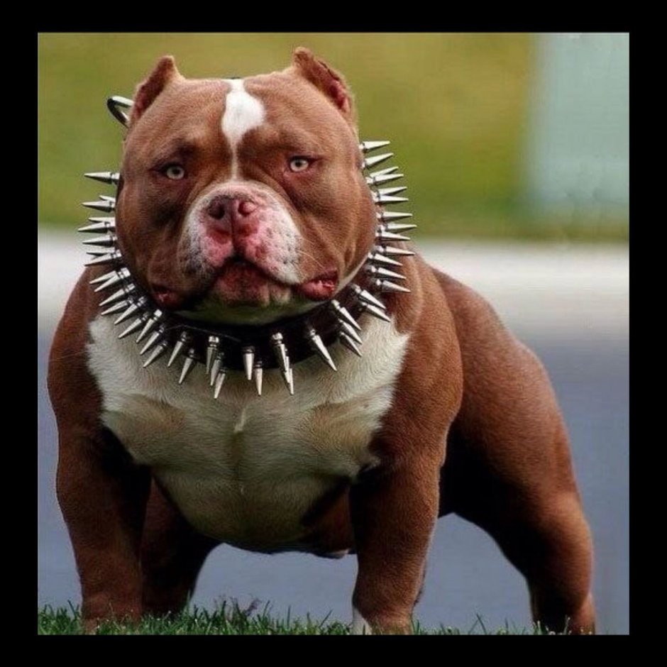 Табличка злая собака прикольная