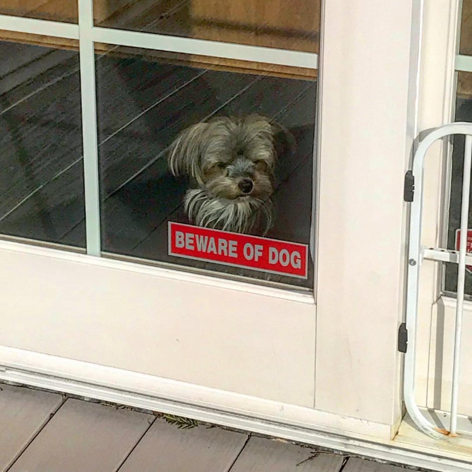 Доберман пинчер злой скалится