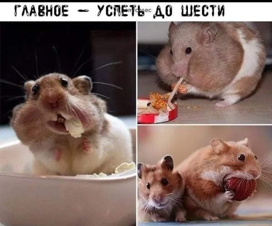 Морские свинки