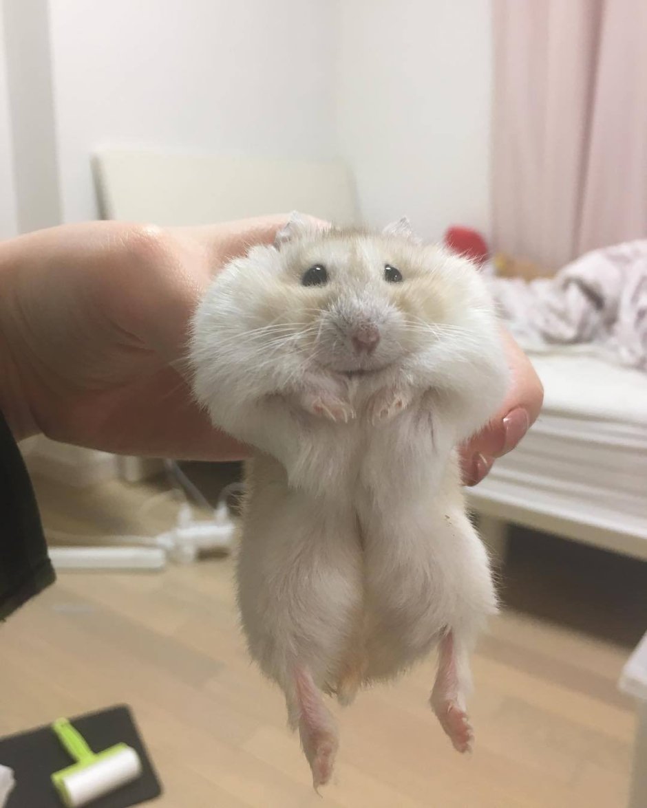 Бешеный хомяк