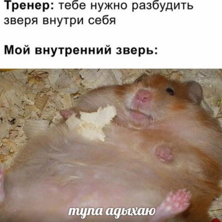 Мой внутренний зверь хомяк