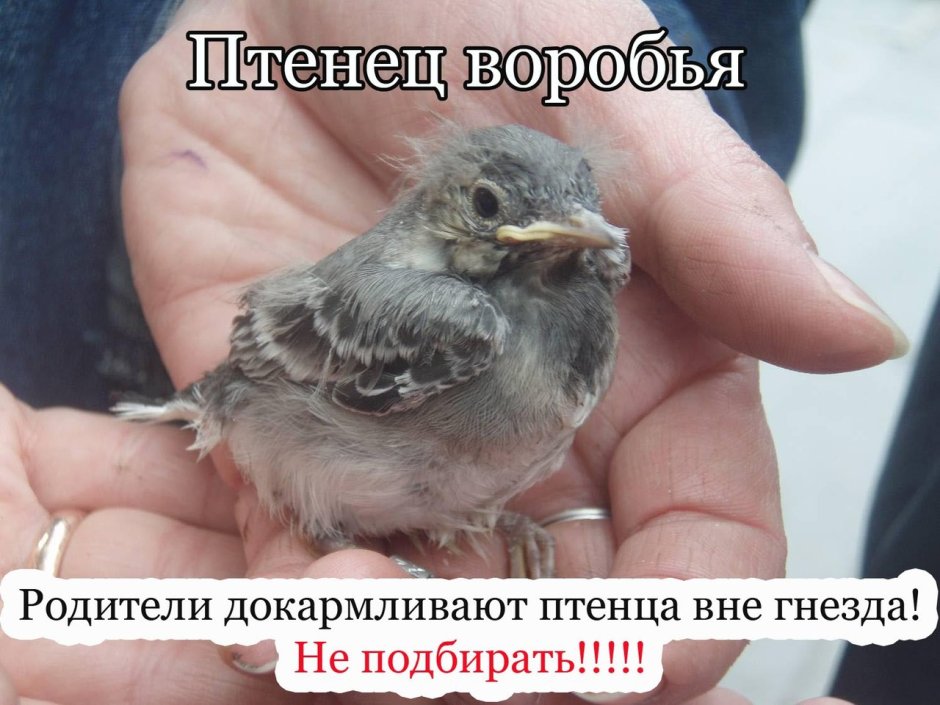Птенец воробья выпал из гнезда