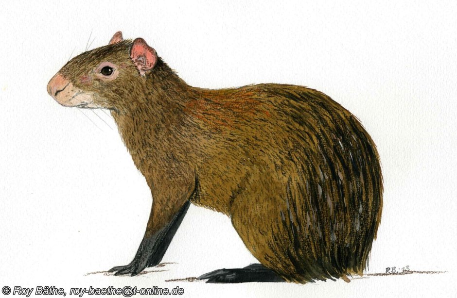 Dasyprocta kalinowskii
