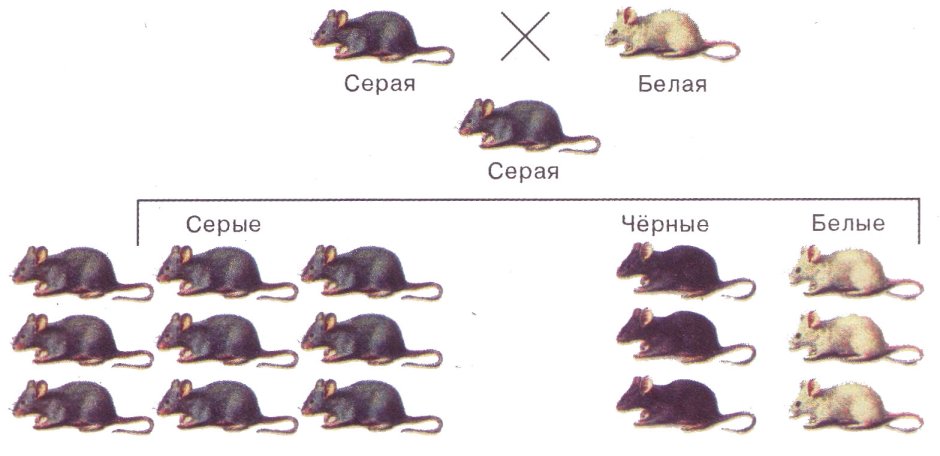 Наследование окраски шерсти у мышей типа агути