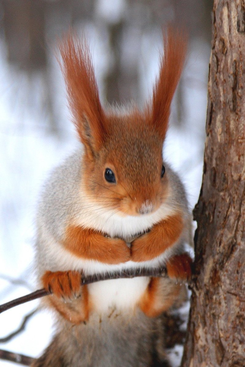 Самые красивые белки