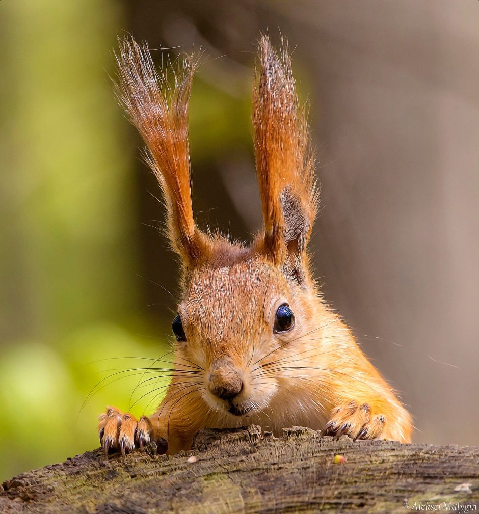 Морда белки