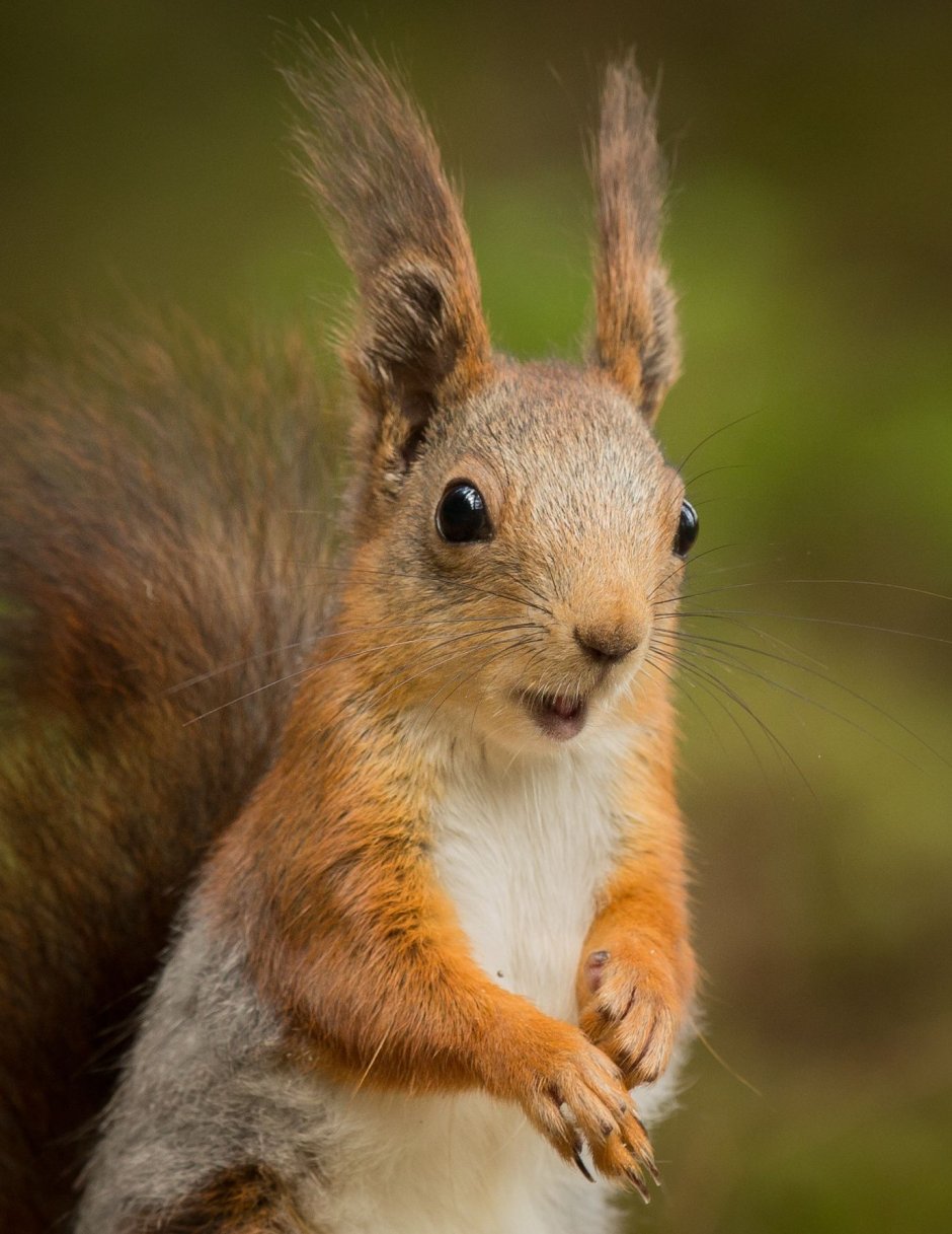 Морская белка