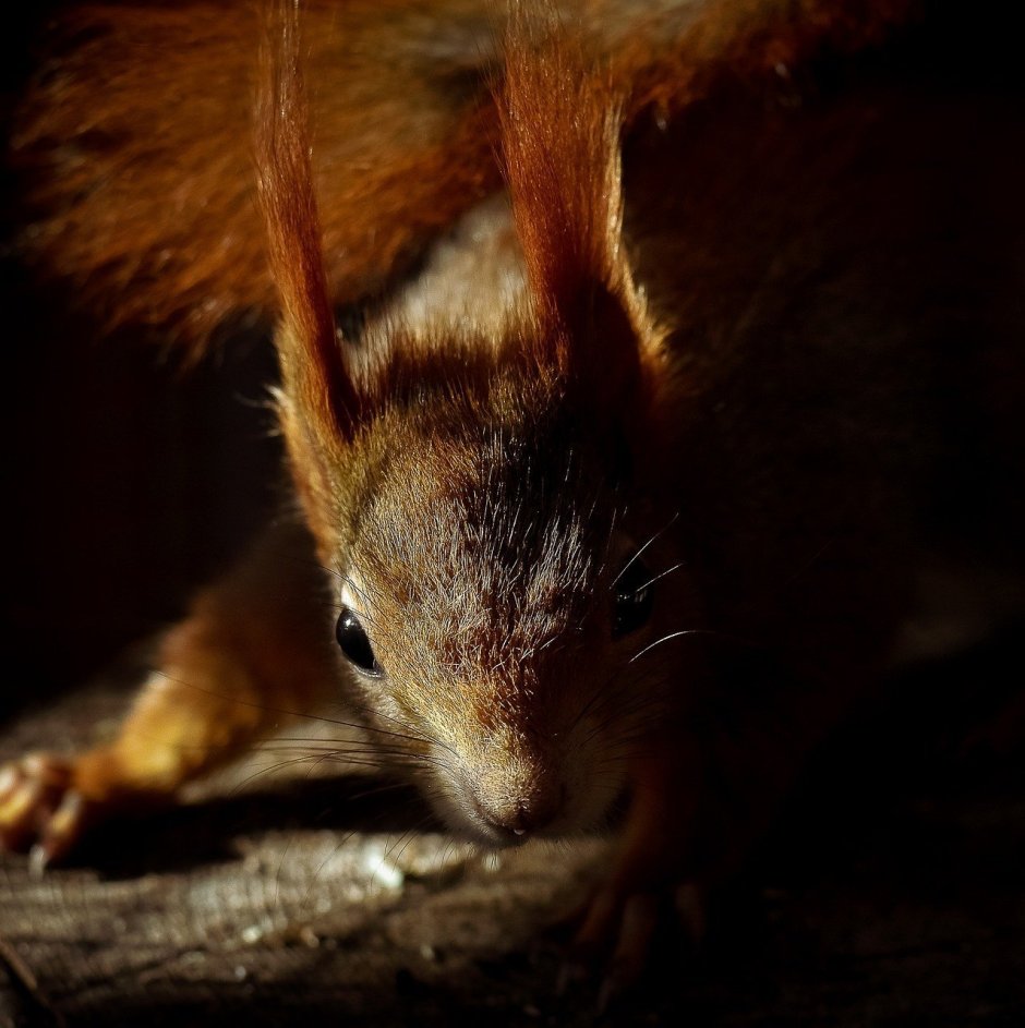 Ресницы белка