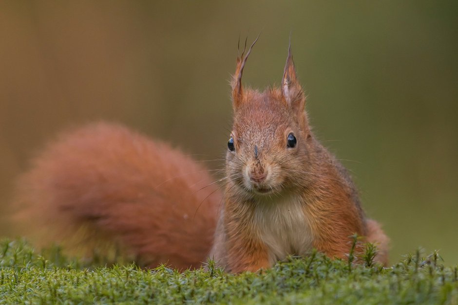 Беличий хвост, беличьи уши