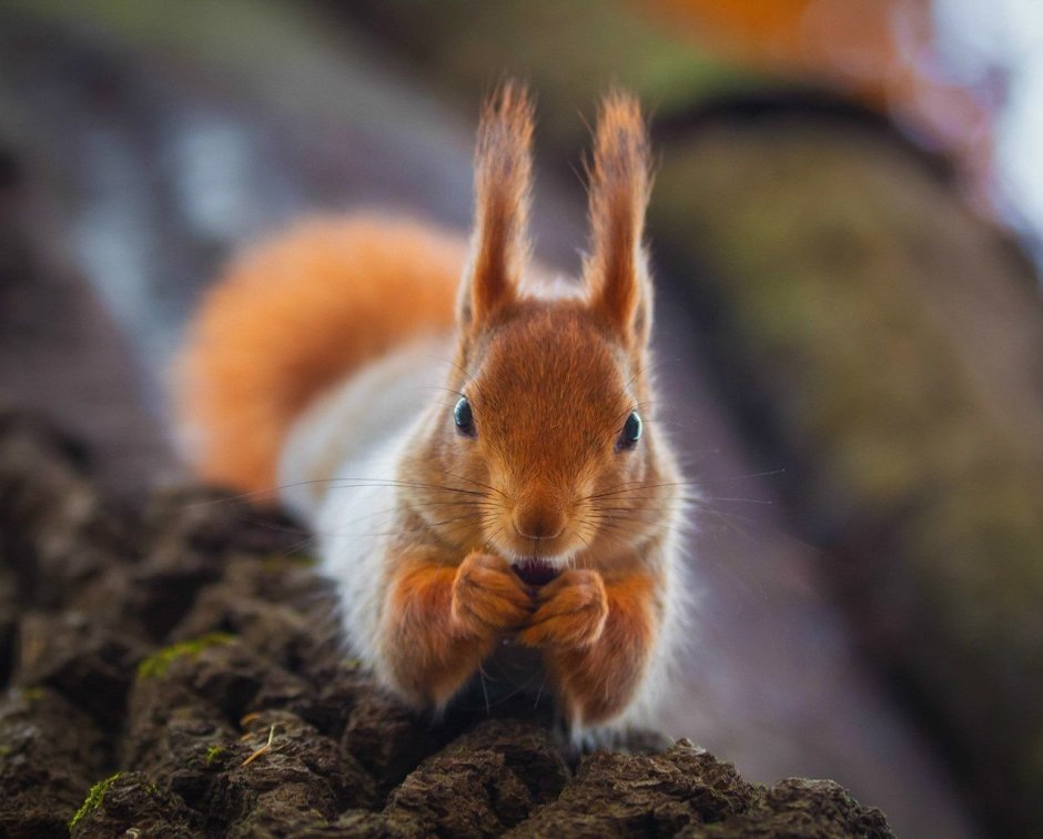 Самые красивые белочки