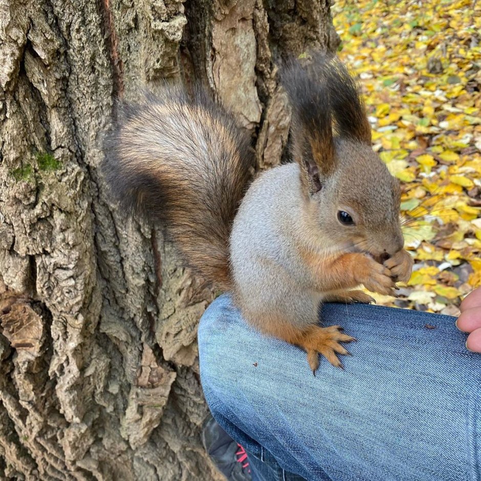 Костюм белочки для девочки