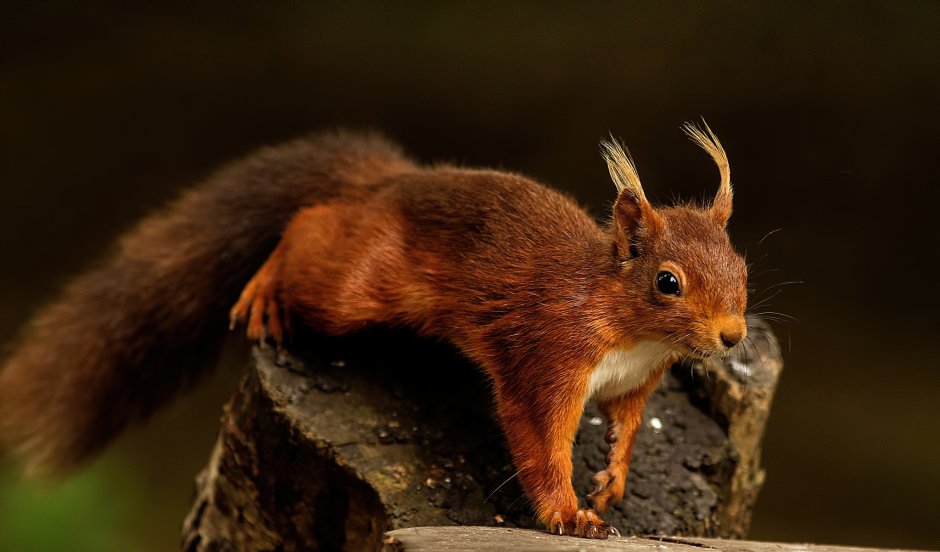 Коричневая белка