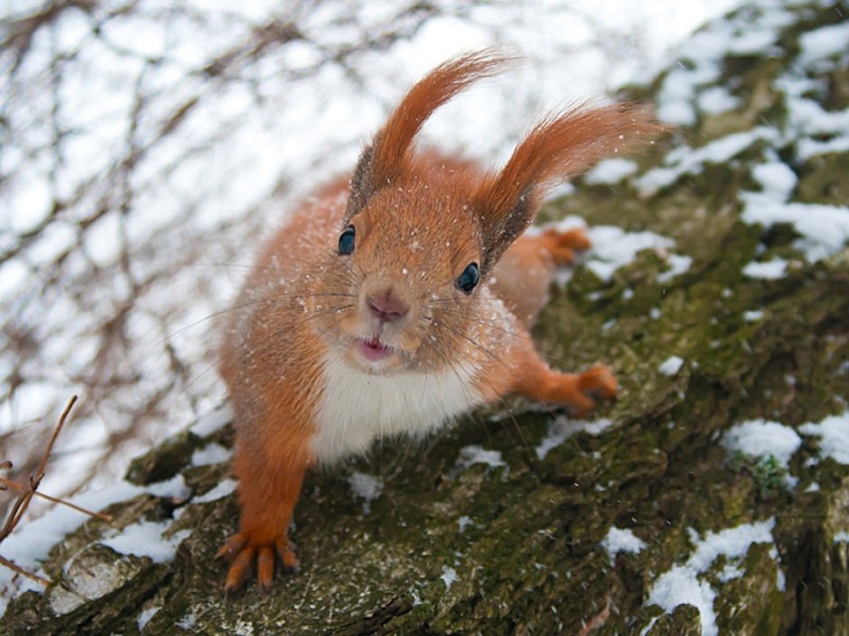 Рыжая белка зимой