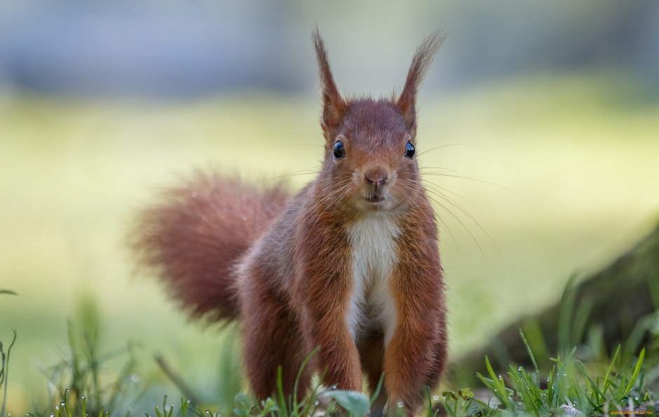Лапки белки