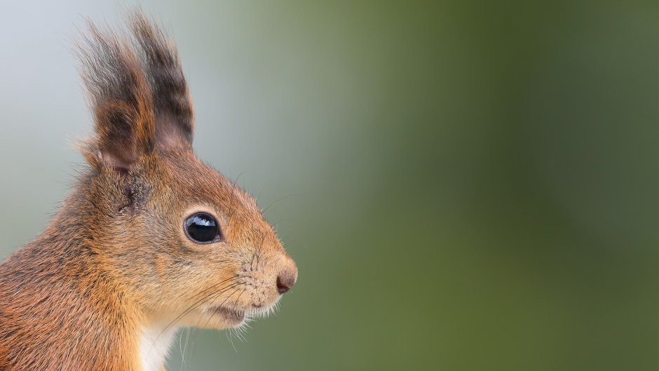 Мордочка белки