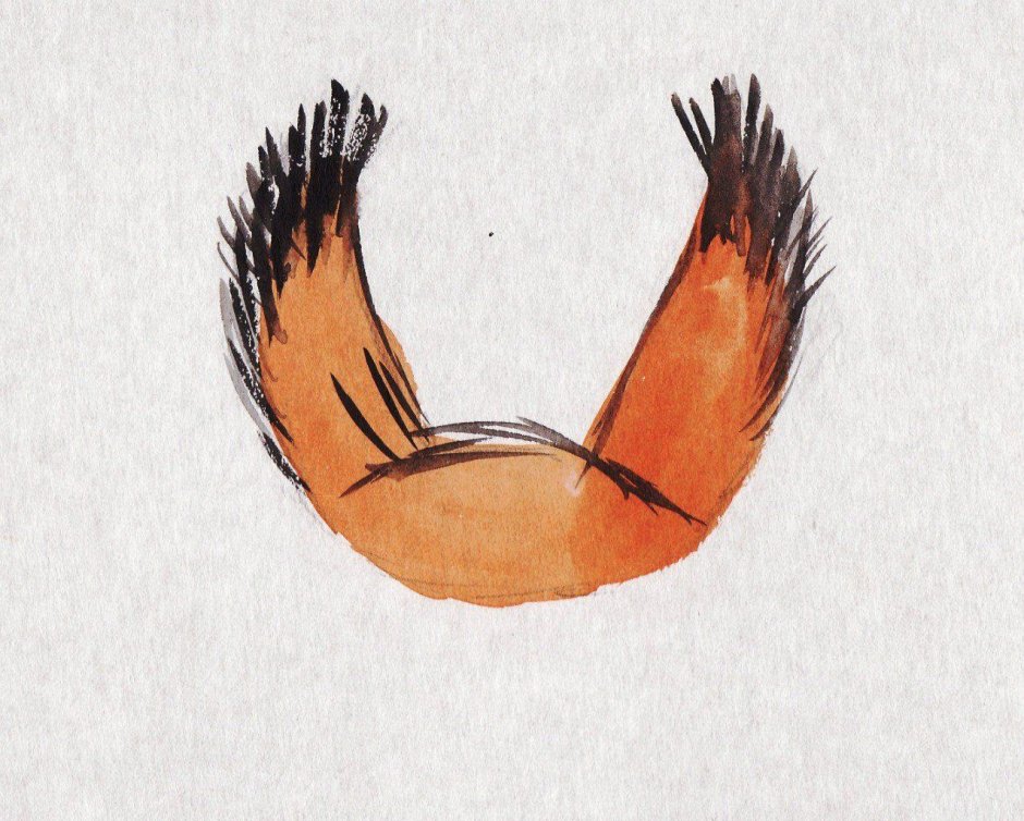 Маньчжурская белка бельчата