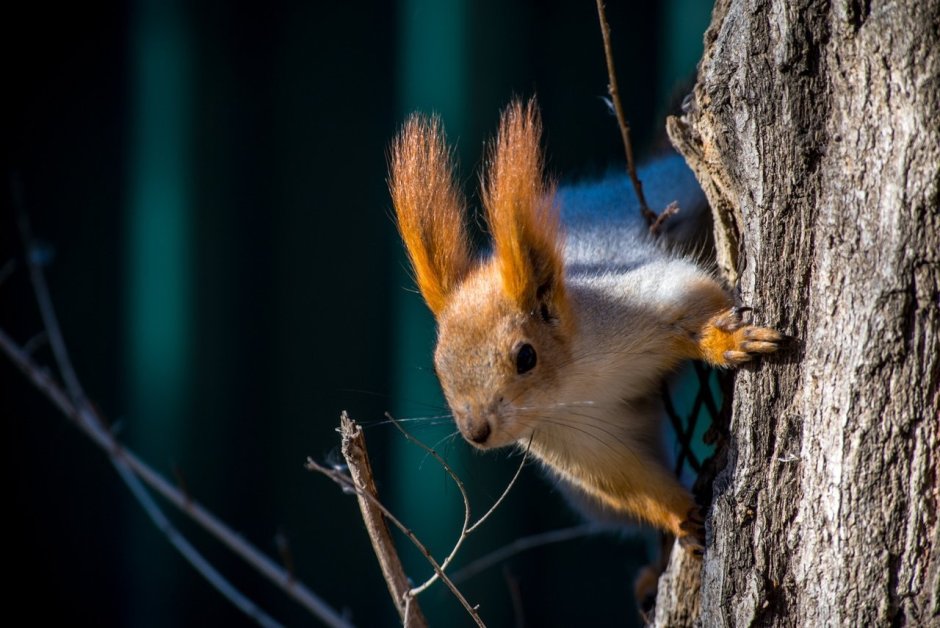 Вязаная шапочка белочки