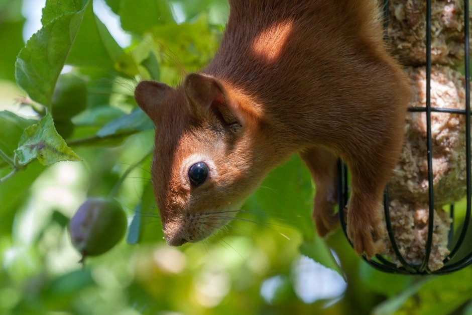 Зимой в березах белка