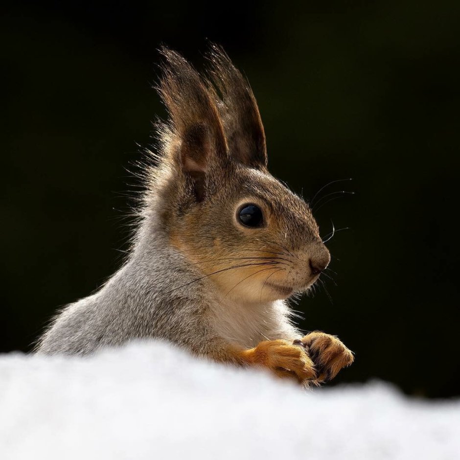 Беличьи уши