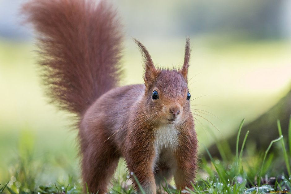 Прижатые уши у лисы