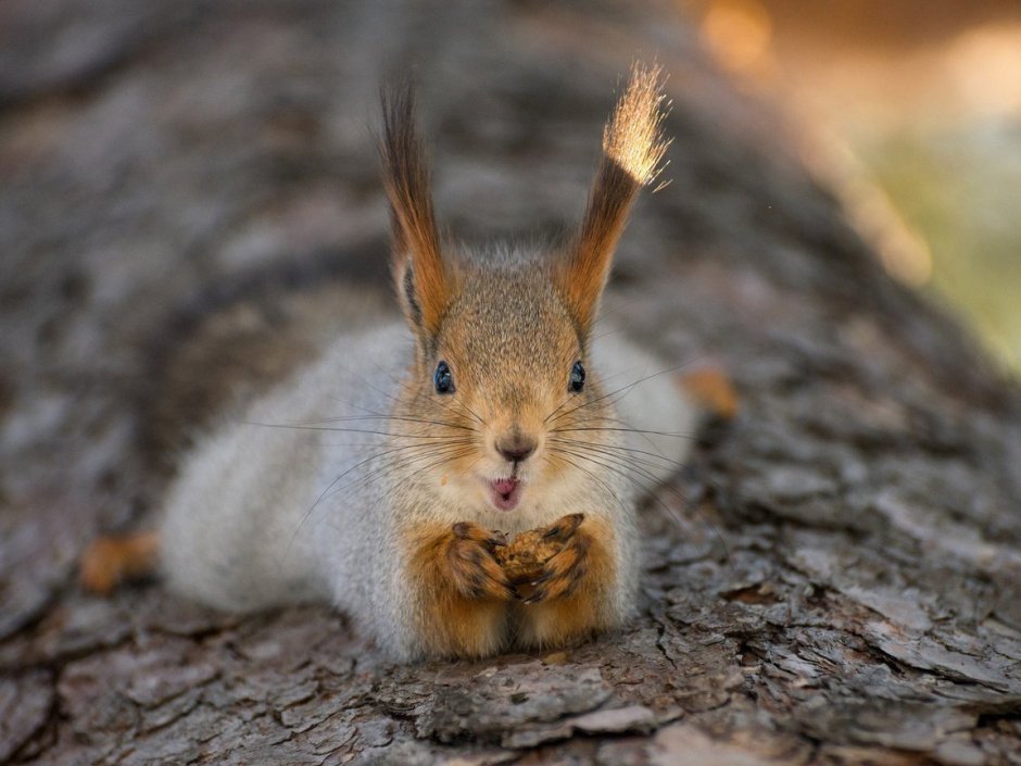 Хвост лисы из фетра