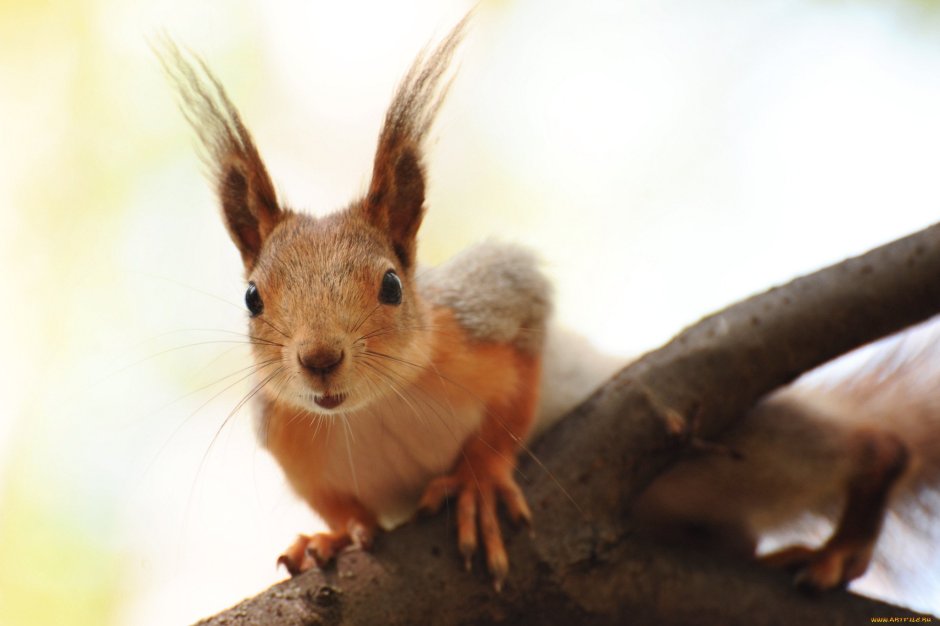 Ободок с ушками лисы