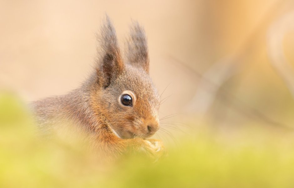 Белочка зимой