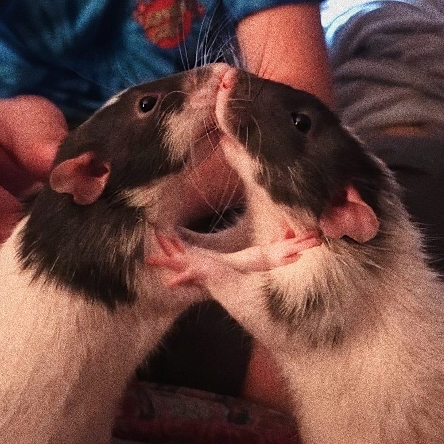 Лягушка и мышь