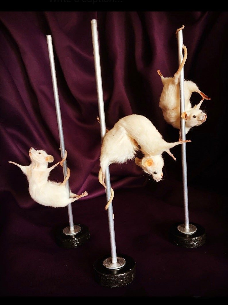 Милая крыса