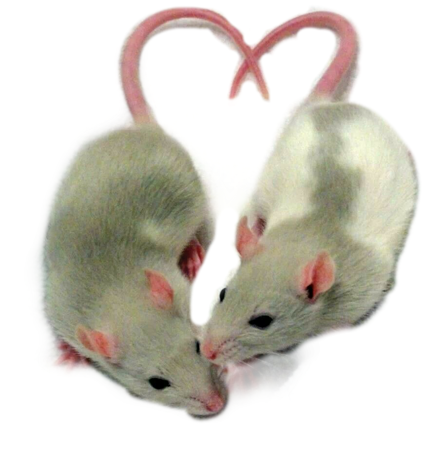 Крысы арт милые