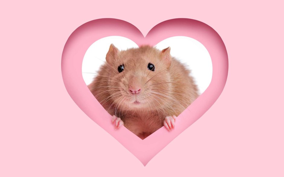 Крысы подружки