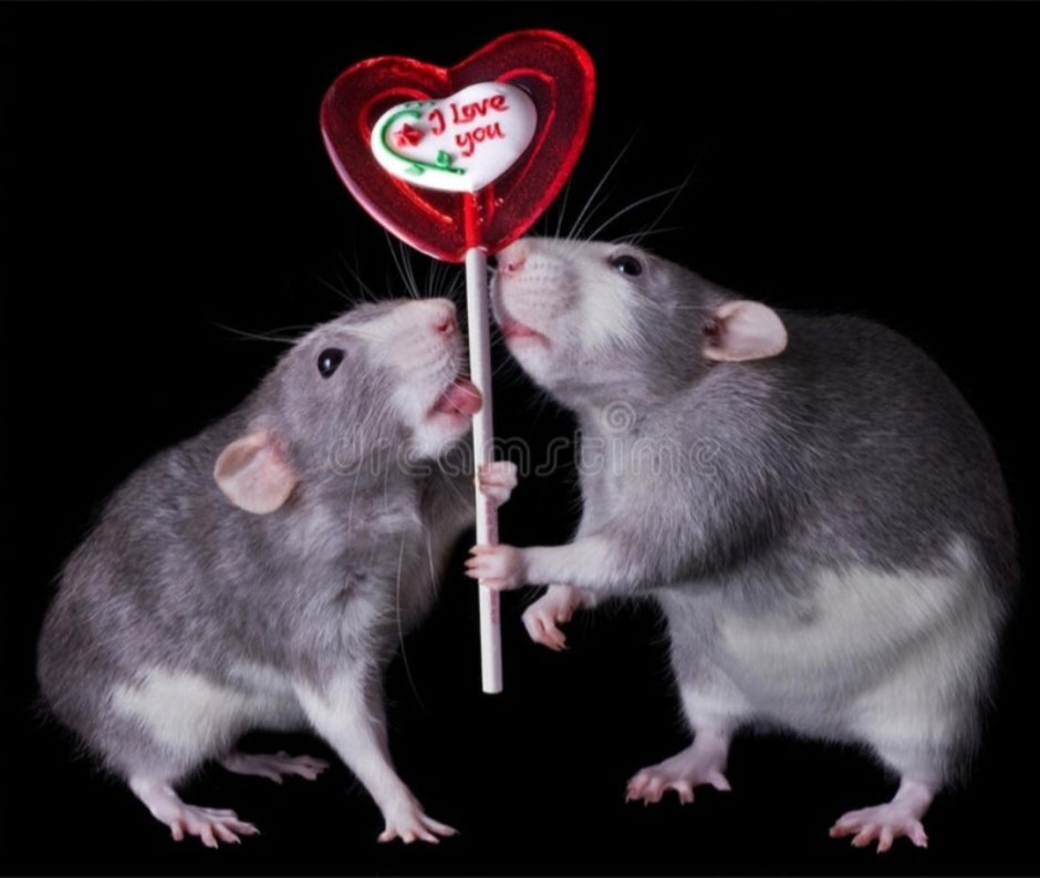 Крыски с сердечками