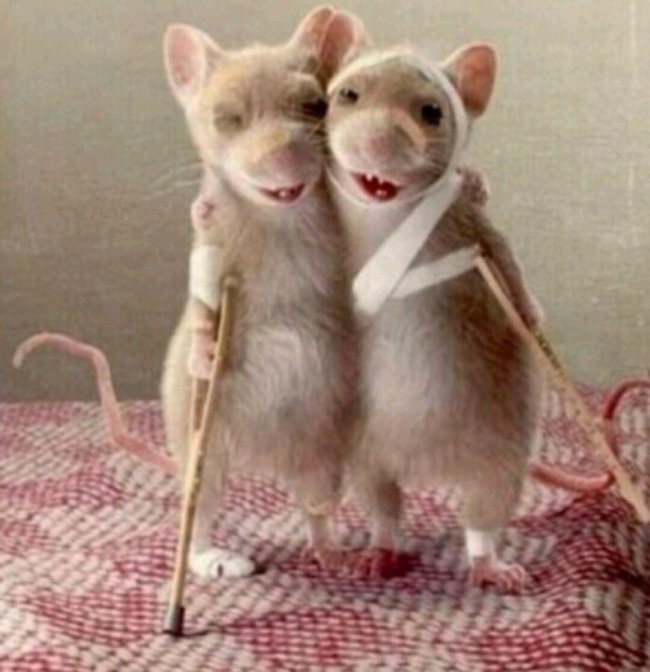 Прикольные открытки с мышками на костылях