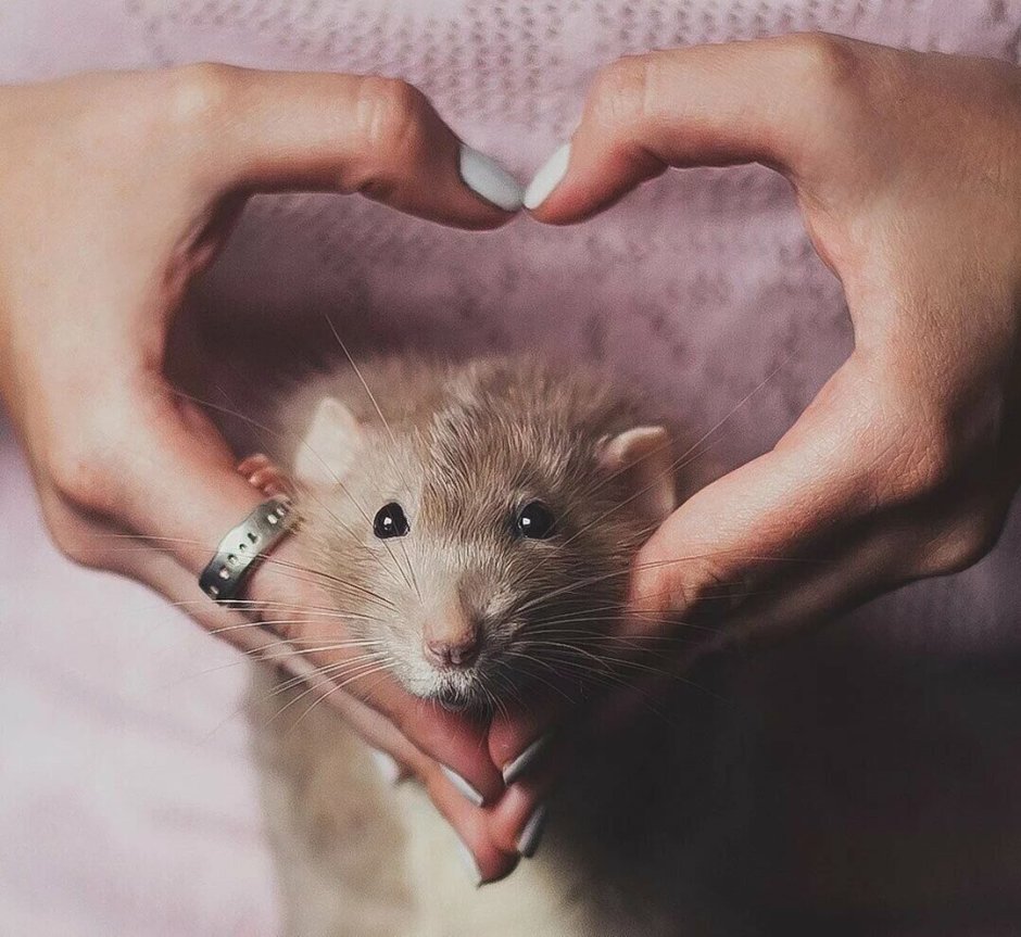 Крыса милый арт