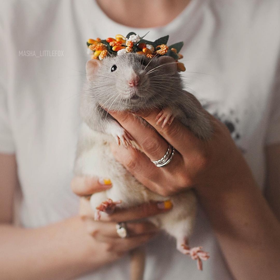 Парочка крыс