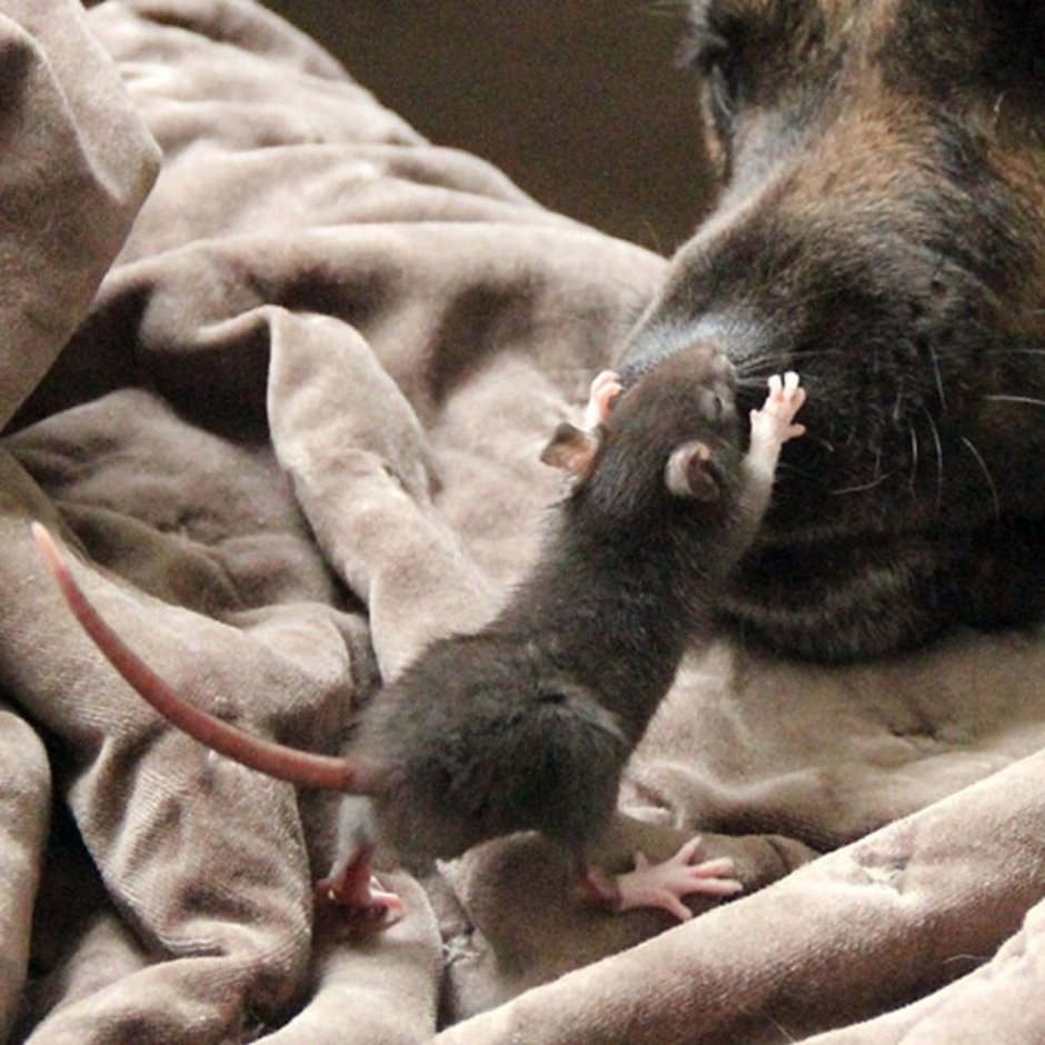 Крыса с сердечком